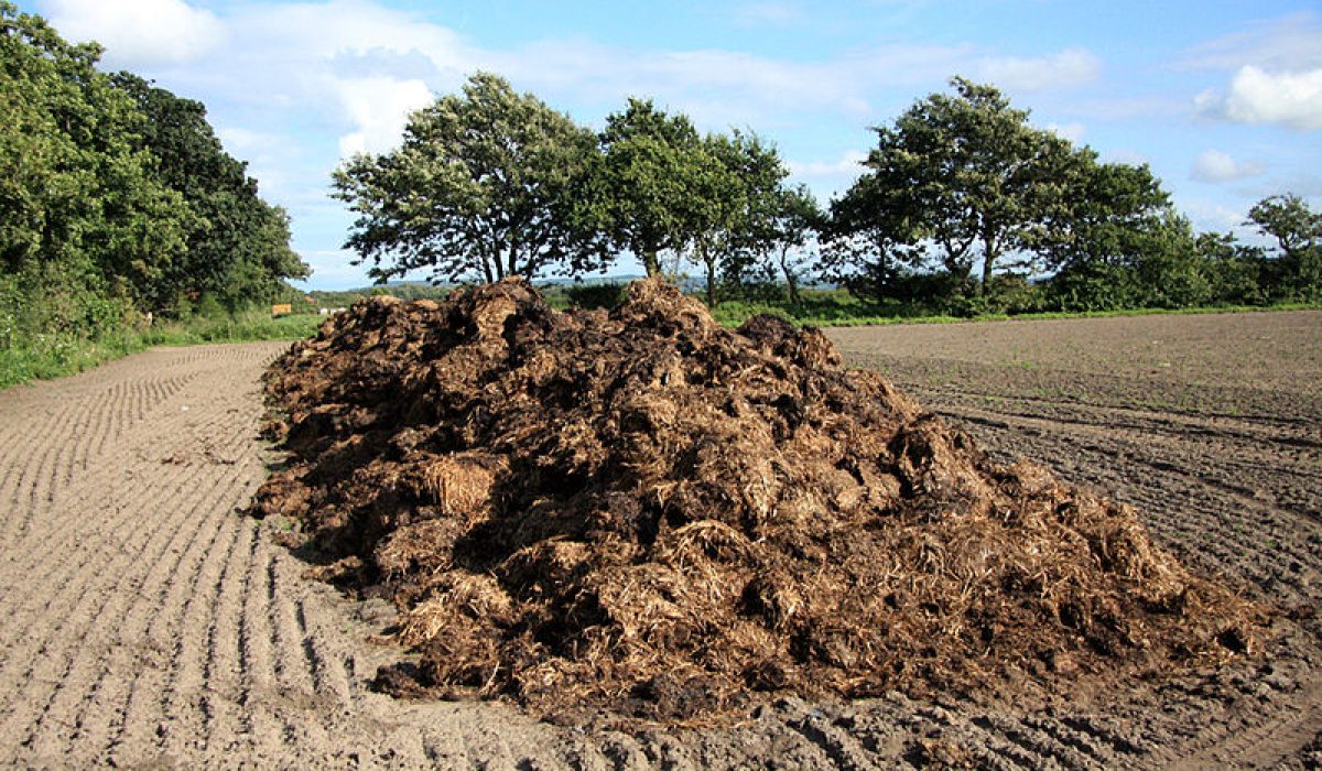 800px-Pile_of_manure_on_a_field