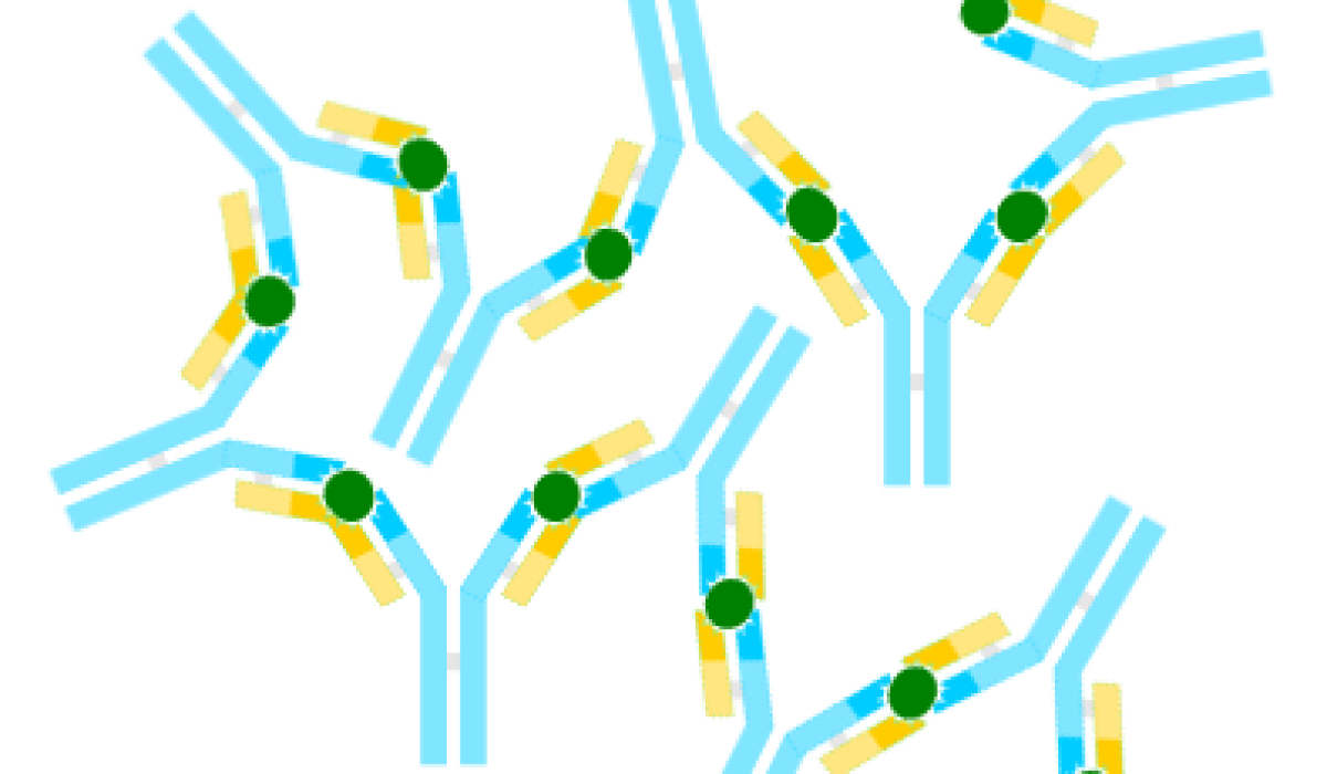 Antigen-antibody-complex