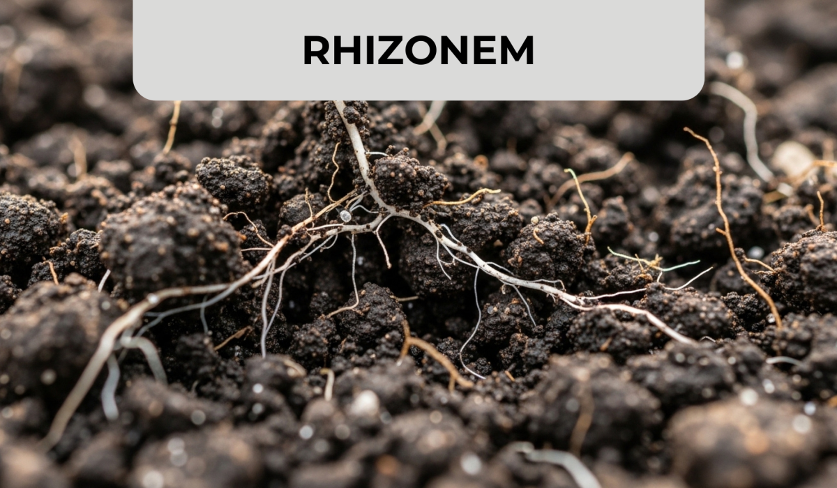 RHIZONEM
