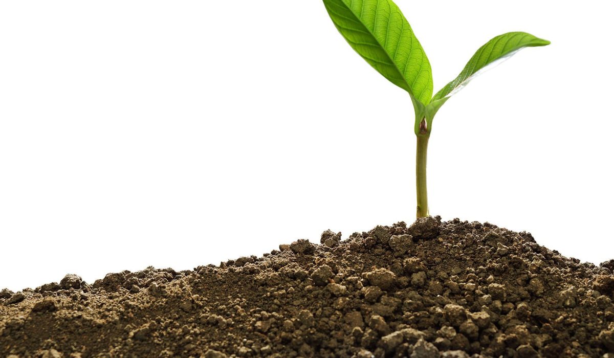 Green sprout growing out from soil isolated on white background