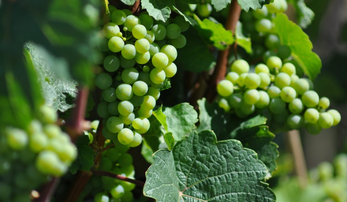 plant-grape-wine-fruit-flower-food-944588-pxhere.com