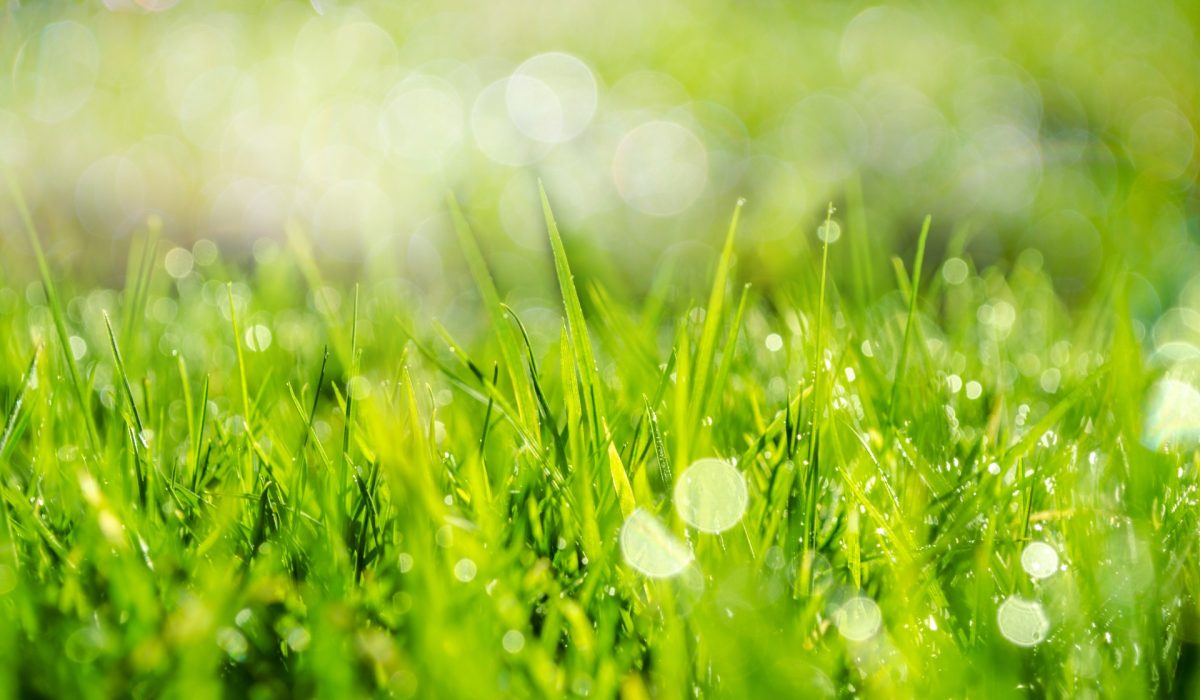 spring-grass-in-sun-light